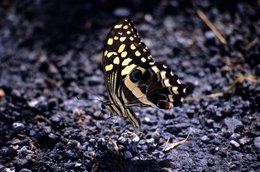 Butterfly;-Comoros-Archipelago;-France;-Indian-Ocean;-Insect;-Kaleidos;-Kaleidos-images;-La-parole-à-limage;-Laurent-Abad;-Mayotte;-Nature;-Stories-Pictures;-Swallowtail;-Volcanic-gravel;-Wildlife